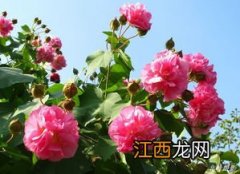 芙蓉是什么 其含义和价值有哪些