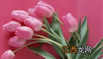 郁金香的花语是什么-郁金香的花可以撑几天