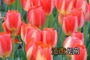 郁金香的花语是什么-郁金香的花可以撑几天