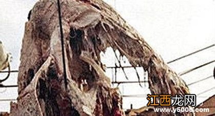 太平洋怪兽之谜:太平洋怪兽到底是什么