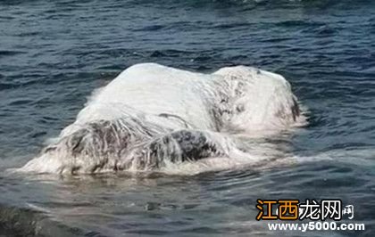 太平洋怪兽之谜:太平洋怪兽到底是什么