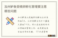 加州鲈鱼受精卵孵化管理要注意哪些问题