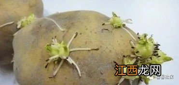 土豆发芽了把芽去掉还能吃吗-发芽的土豆只能丢掉吗