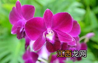 2022年蝴蝶兰什么时候开花-蝴蝶兰开花多久凋谢