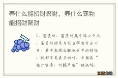 养什么能招财聚财，养什么宠物能招财聚财