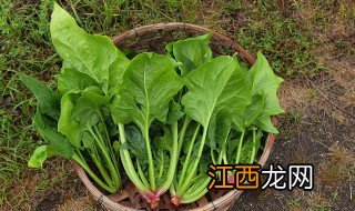 阳台冬天种什么菜 阳台冬天种什么菜比较好