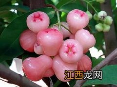 莲雾为什么叫棉花果-莲雾为什么叫痔疮果