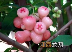 莲雾和苹果哪个热量高-莲雾和苹果哪个更适合减肥