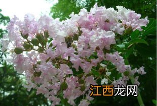 紫薇花什么季节开花-紫薇花怎么养