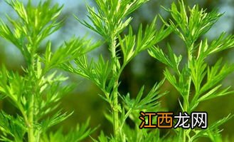 2022端午节门口挂艾草是倒挂还是正挂-端午节门口挂艾草有什么讲究