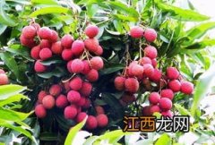 荔枝冷冻后吃不上火吗-为什么荔枝冰冻后吃不上火