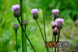 做青团的野菜叫什么名字-青团用什么野菜做的