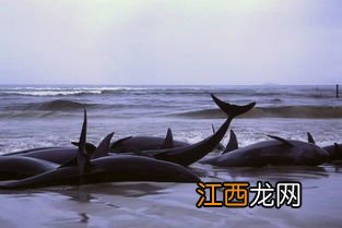 鲸鱼搁浅为什么会爆炸-鲸鱼搁浅为什么不拖回海里