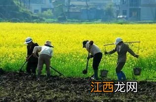 2022春分的时候农民种地了吗-一般农村开春几月份开始种地