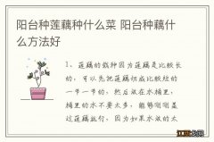 阳台种莲藕种什么菜 阳台种藕什么方法好