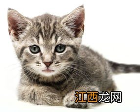 豹猫挑食吗-豹猫不吃猫粮只吃肉怎么办