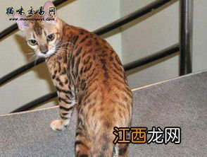 豹猫挑食吗-豹猫不吃猫粮只吃肉怎么办