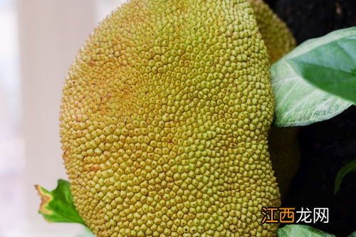 菠萝蜜的白胶吃了没事吧-菠萝蜜白胶怎么处理