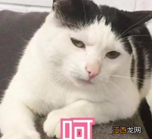 土猫可以吃猫粮么-土猫吃猫粮好还是吃饭好