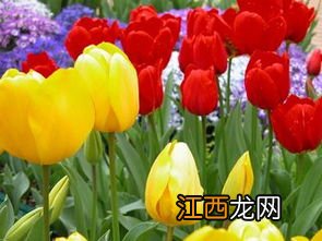 郁金香养在家里致秃真的吗-郁金香可以养在室内吗