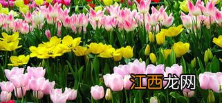 郁金香养在家里致秃真的吗-郁金香可以养在室内吗