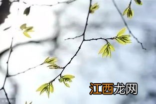 寒食节是早春仲春还是晚春-寒食节是春天还是夏天