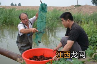 小龙虾春季有肉吗-春季的小龙虾好吃吗