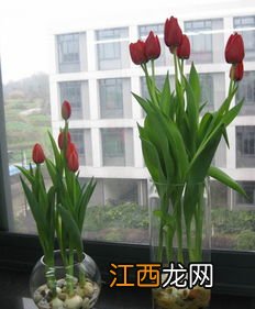 水培郁金香用什么水好-水培郁金香用凉开水可以吗