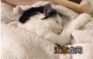 怎样才能让猫自己睡-猫咪睡觉需要盖毯子吗