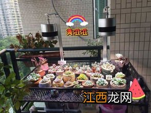 多肉补光灯每天什么时间用-多肉补光灯买多少瓦