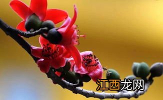 醒花要到花开吗-醒花醒到什么样子就可以了