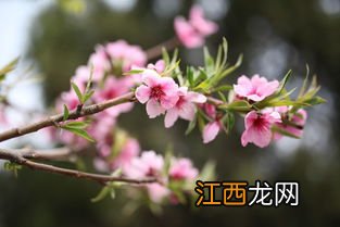 醒花要到花开吗-醒花醒到什么样子就可以了