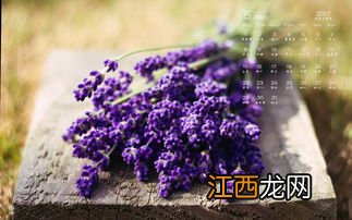 盆栽薰衣草好养活吗-2022盆栽薰衣草怎么养