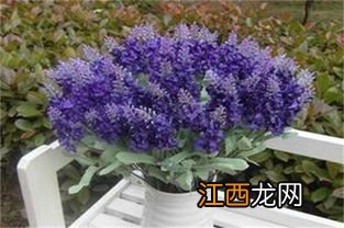 盆栽薰衣草好养活吗-2022盆栽薰衣草怎么养