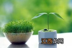 哪些植物是晚上放氧气-为什么有些植物晚上释放氧气