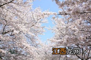 3月份武汉的樱花开了吗-武汉的樱花几月份开花