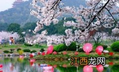 武汉樱花5月还有吗-五一还可以去武汉看樱花吗