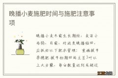 晚播小麦施肥时间与施肥注意事项