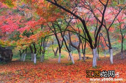 揭秘：南京栖霞山的由来 栖霞山是南京的吗