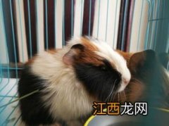 荷兰猪四肢无力怎么办-荷兰猪浑身无力站不稳怎么办