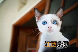 猫咪最多可以饿几天-饿猫咪一天会有什么反应