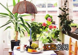 醒花放在室内还是室外-醒花能放在有阳光的阳台吗