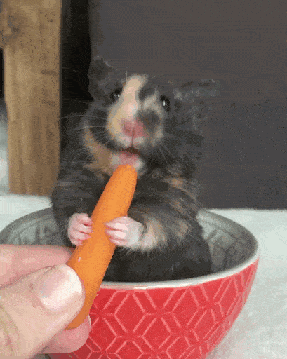 养仓鼠需要喂水吗-仓鼠喝的水是生水还是熟水