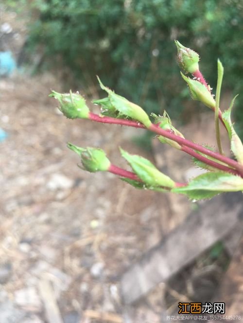 花上有腻虫除了药还有什么办法-花有腻虫怎么治