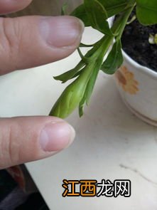 花上有腻虫除了药还有什么办法-花有腻虫怎么治