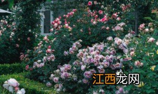 月季花能盆栽阳台吗 家中阳台可不可以种月季花