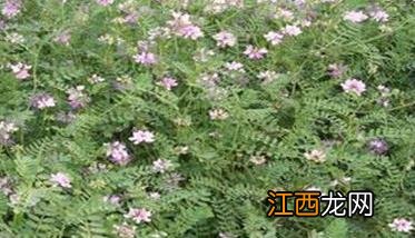 小冠花什么时候播种 小冠花种子的种植方法