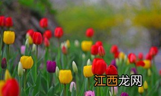 有哪些花卉适合冬天养植 有哪些花卉适合冬天养