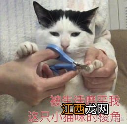 猫耳朵平时是热的吗-猫耳朵热是不是发烧了