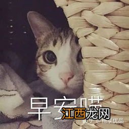 猫耳朵平时是热的吗-猫耳朵热是不是发烧了